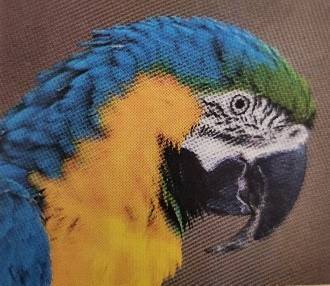 macaw
