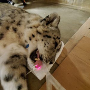 USDA veterinary services