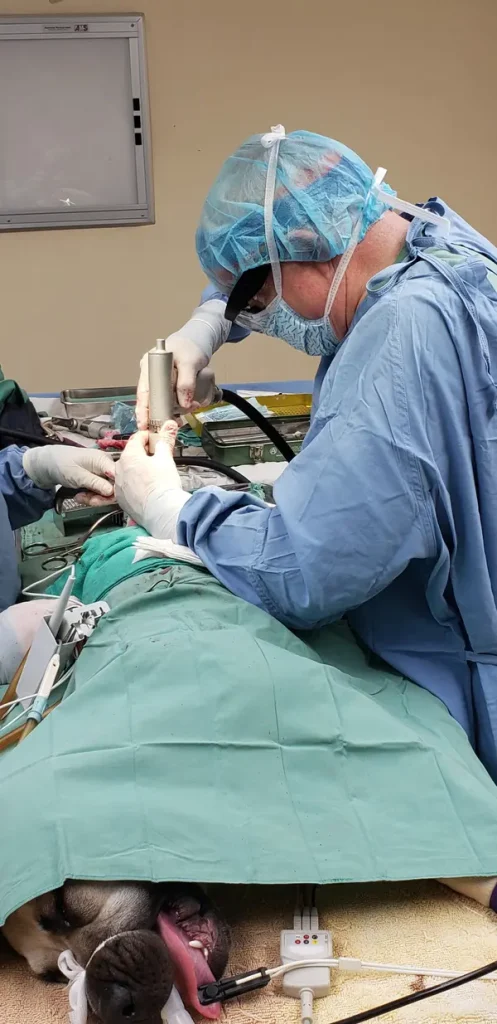 Veterinary Urgent Care