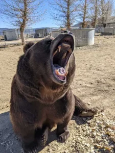 Expert Exotic Animal