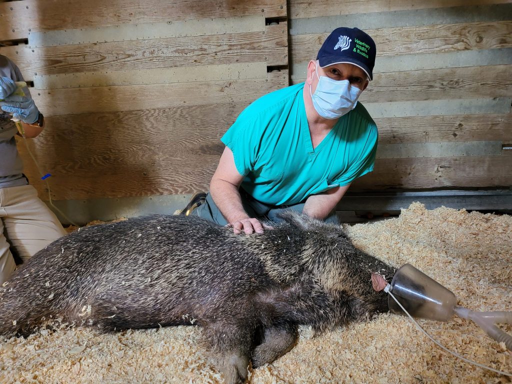 wildlife veterinary care