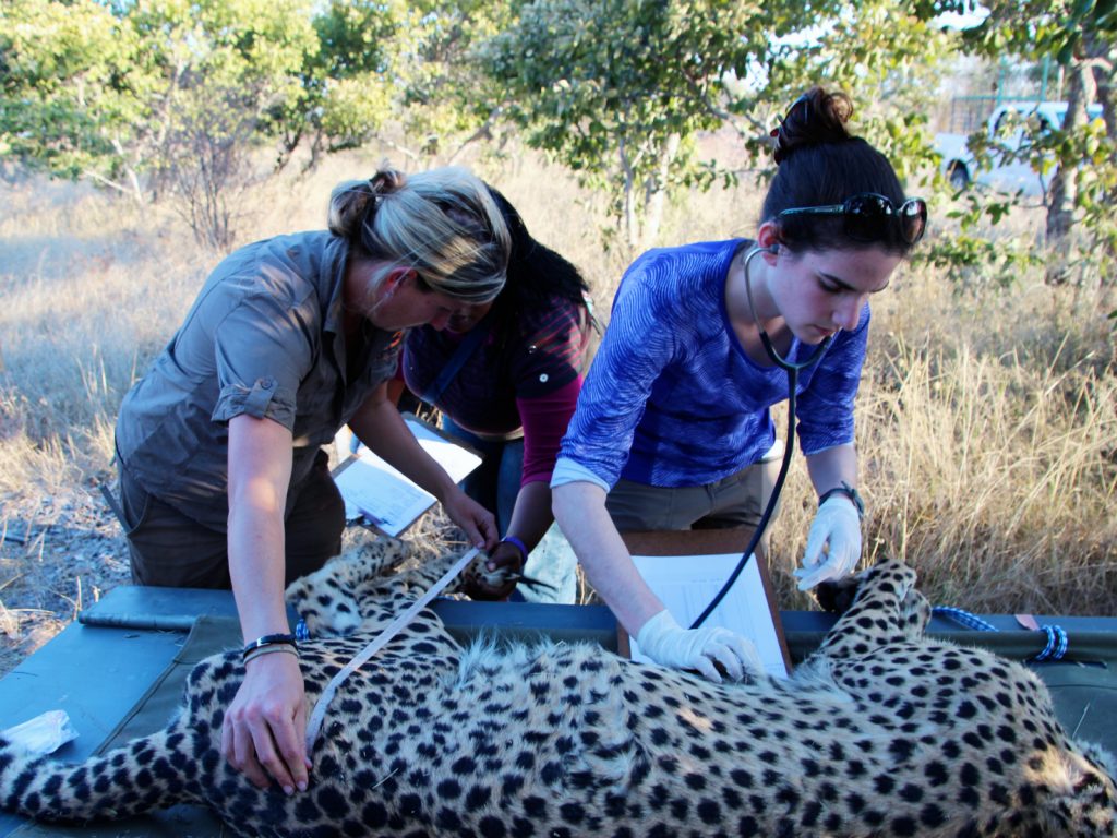 Exotic wildlife veterinary services