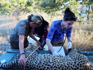 Exotic wildlife veterinary services