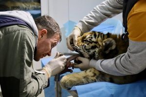 Exotic Wildlife Veterinary Services