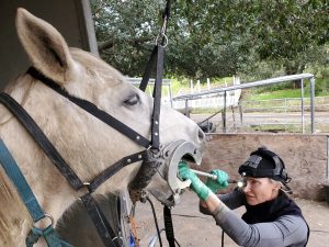 Exotic Wildlife Veterinary Services