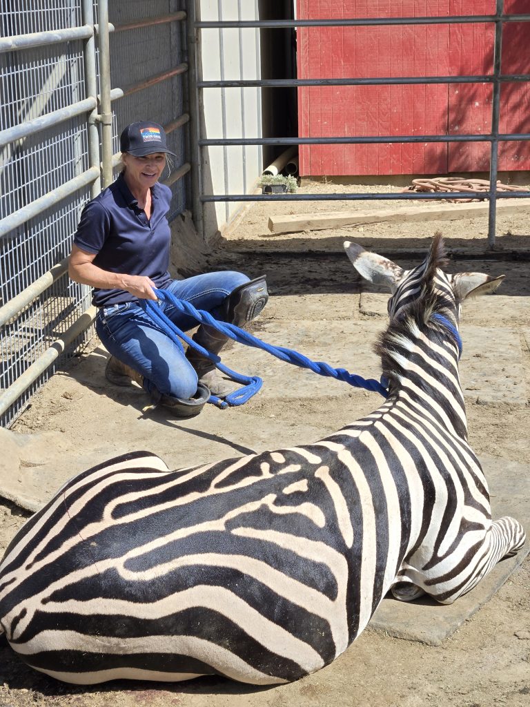Wildlife Veterinary Programs
