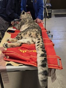 Wildlife Veterinary Programs