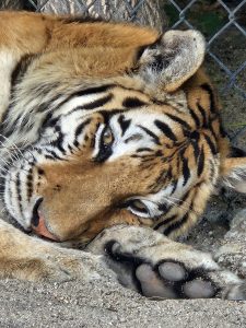 Exotic Wildlife Veterinary Services