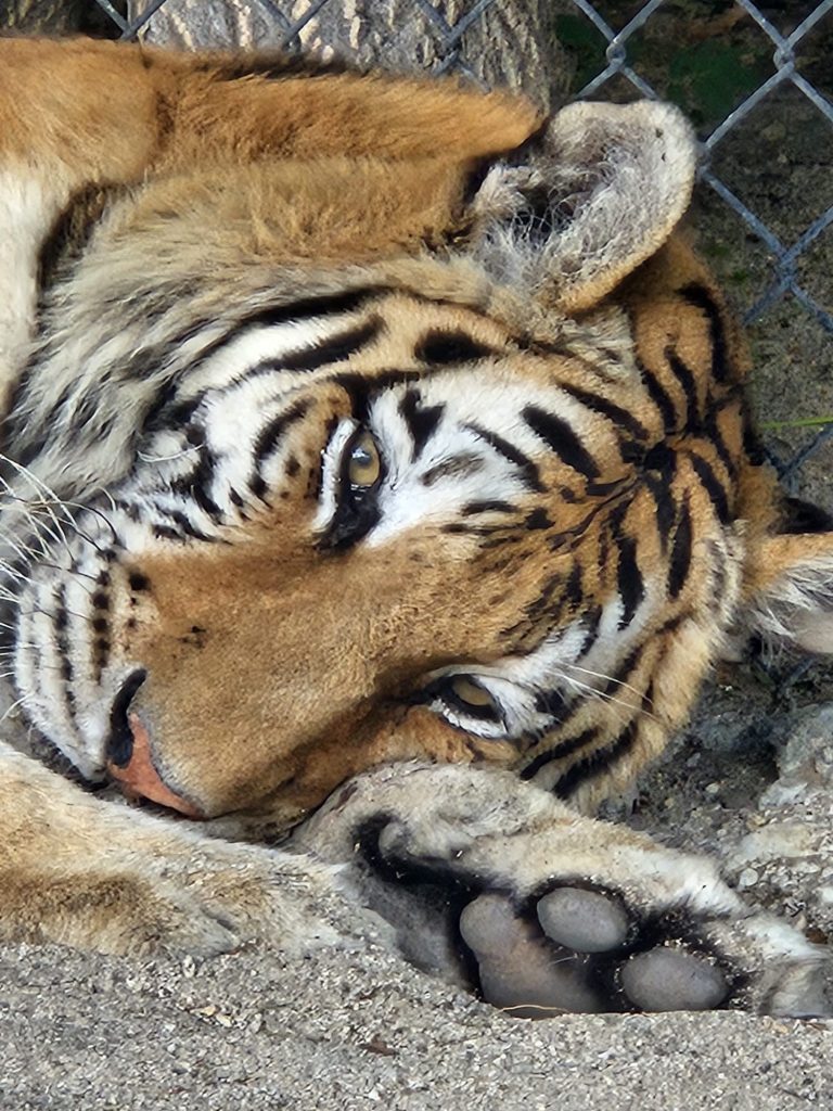 Exotic Wildlife Veterinary Services